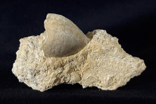 Apiocrinus parkinsoni (SCHLOTHEIM 1820) - Bild &copy; FossNet FossilienStore